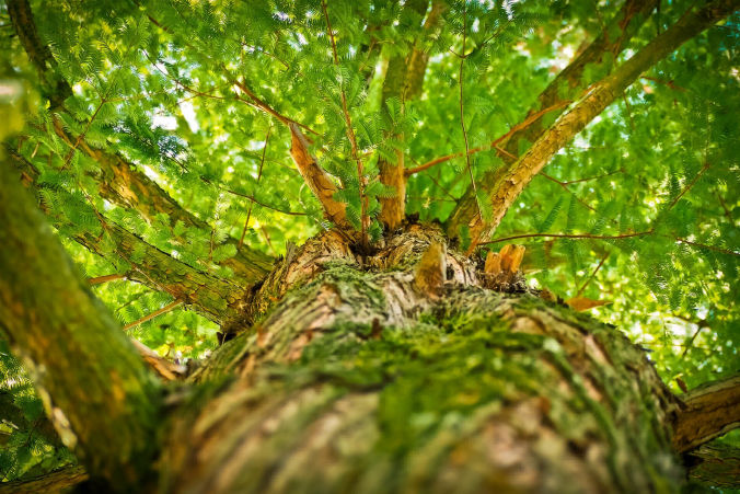 Wald erfahren Walderlebnis Waldwissen