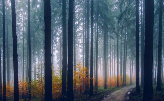 Betriebsgruppen und Vereine im Wald